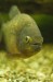 Thumbs/tn_Dsc_7019.jpg