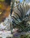 Thumbs/tn_Dsc_7035.jpg