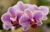 Thumbs/tn_Dsc_7091.jpg