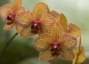 Thumbs/tn_Dsc_7097.jpg